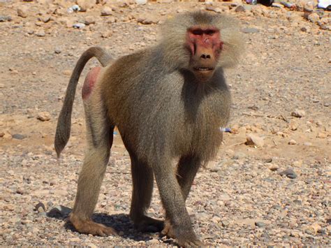 cul de singe rouge|Faune/Flore Afrique de lEst: Singe à cul rouge